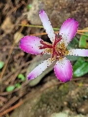 Tricyrtis lasiocarpa