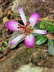 Tricyrtis lasiocarpa