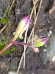 Tricyrtis lasiocarpa