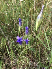 Gentianopsis barbata