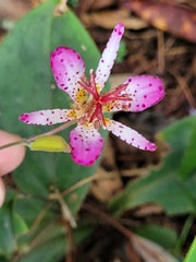 Tricyrtis lasiocarpa