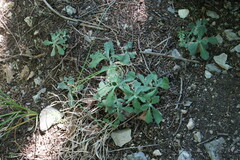 Arabis caucasica