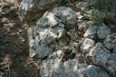 Alyssum calycocarpum