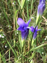 Gentianopsis barbata