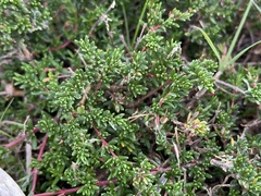 Frankenia pauciflora