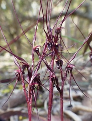Acianthus caudatus
