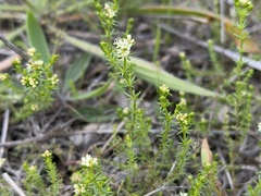 Asperula conferta