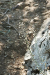 Alyssum calycocarpum