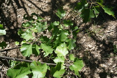 Torminalis glaberrima