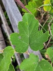 Rubus formosensis
