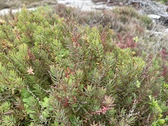 Suaeda australis