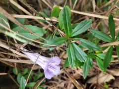 Lysionotus pauciflorus