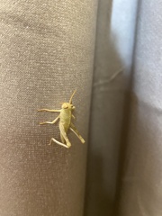 Anacridium aegyptium