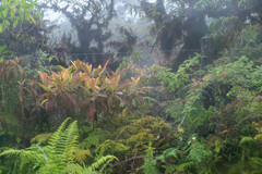 Miconia robinsoniana