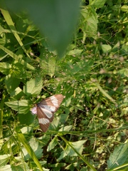Nyctemera lacticinia
