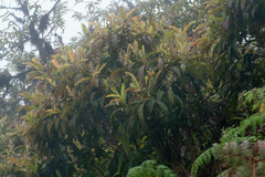 Miconia robinsoniana