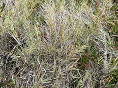 Distichlis distichophylla