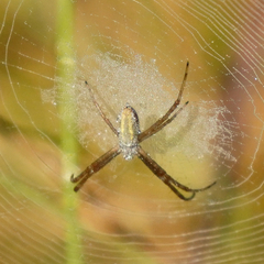 Argiope trifasciata