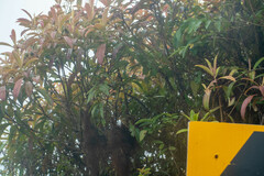 Miconia robinsoniana