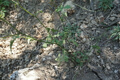 Lapsana communis intermedia