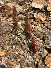 Orostachys spinosa