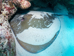 Pateobatis jenkinsii