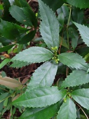 Sarcandra glabra