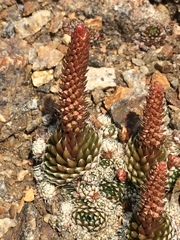 Orostachys spinosa
