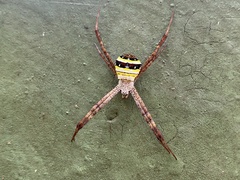 Argiope minuta