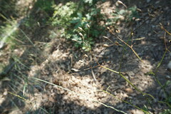 Lapsana communis intermedia