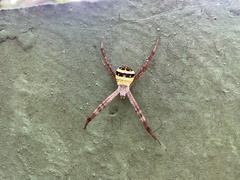Argiope minuta