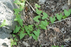 Convolvulus scammonia