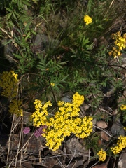 Patrinia rupestris