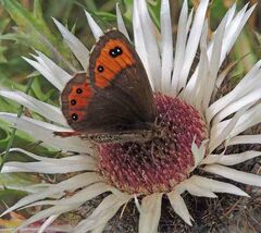 Erebia montanus