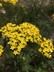 Patrinia rupestris