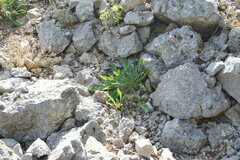 Cephalaria coriacea