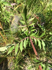 Patrinia rupestris