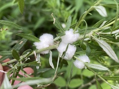 Rhopalomyia giraldii