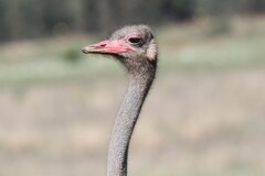 Struthio camelus australis