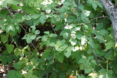 Euonymus verrucosus