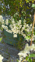 Fallopia baldschuanica
