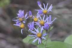 Eurybia