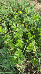 Potentilla argentea