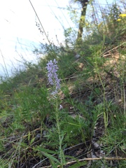 Veronica linariifolia