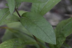 Eurybia