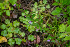 Cuphea carthagenensis