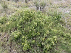 Rhagodia candolleana