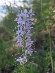 Veronica linariifolia
