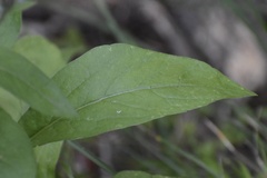 Eurybia