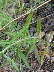 Veronica linariifolia